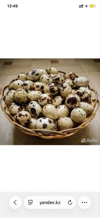 Продам перепелиное яйцо