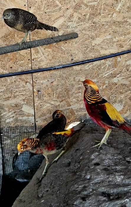 Vand fazani auriu pe rosu