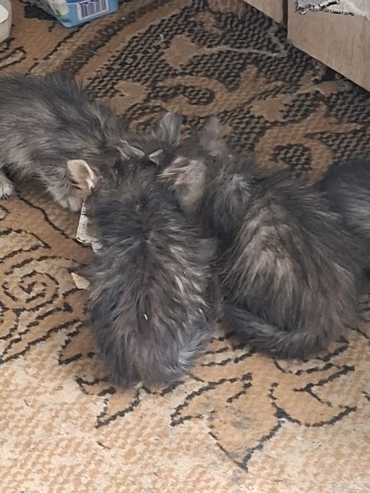 Отдам котят в добрые руки.
