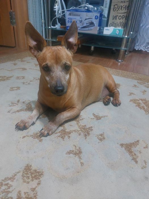 Здравствуйте нашёл пса мальчик на 5 микраоаене чей не знаю
