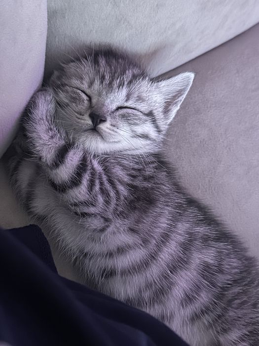 Котенок бесплатно