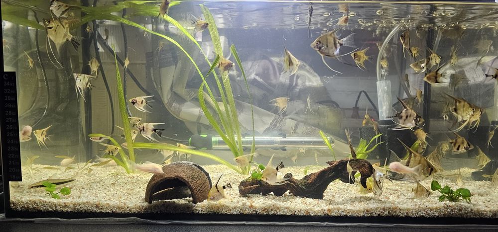 Diferiti pești (scalari, guppy, zebrute molly,sanitari etc)