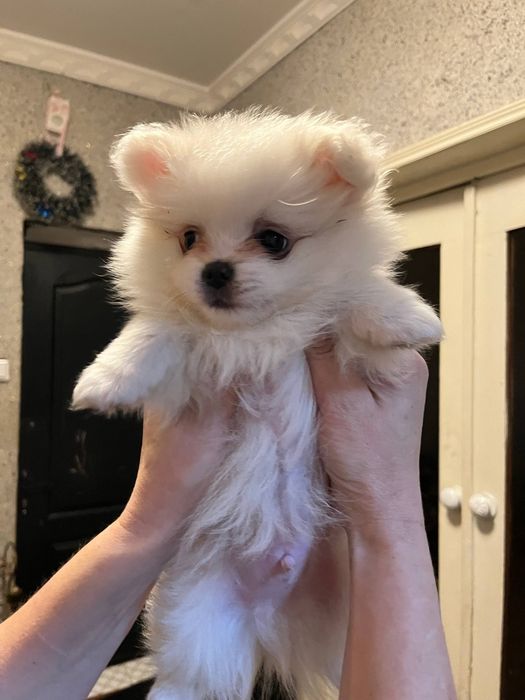 Продаётся щенок шпиц померанский