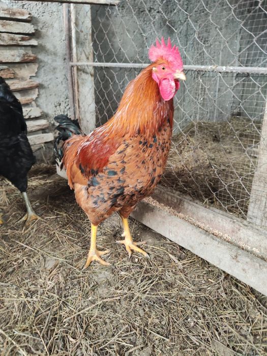 Петух Брама 2 , Кучин 2