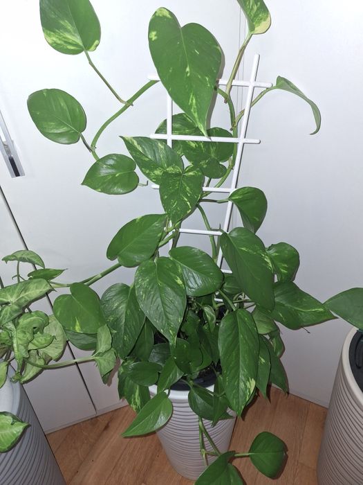 Продам цветы ,в напольных горшках!!!