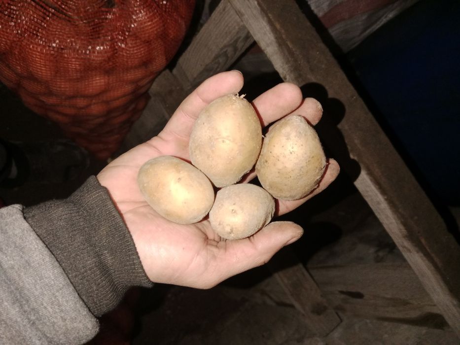 Продам семяную картошку