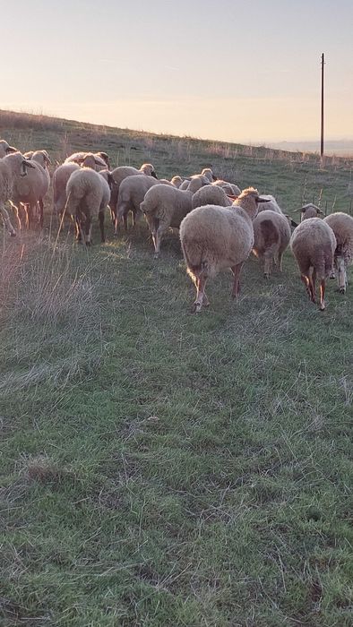 Заплодени, млади овце