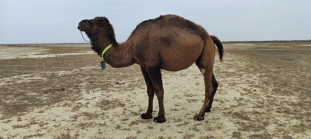 Буаз Мая сатылады