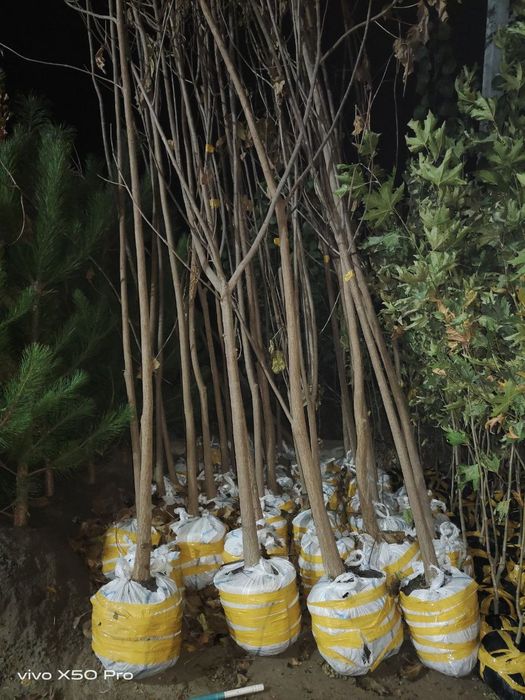 Каштан бор. Лола дарахти Павлония Берёза Крим сасна сотилади