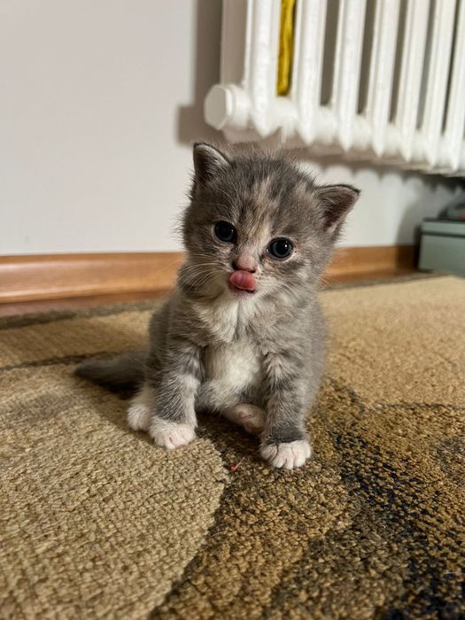 Шотландская девочка котенок ищет новый дом