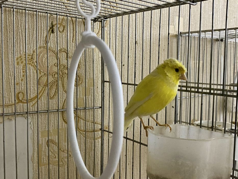 Продаются готовые самки канарейки