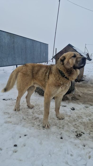 Продается молодой кобель