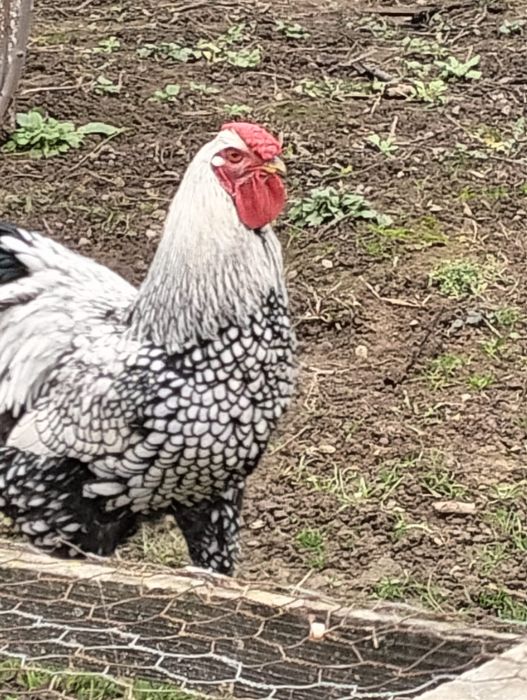 Vand cocos Wyandotte