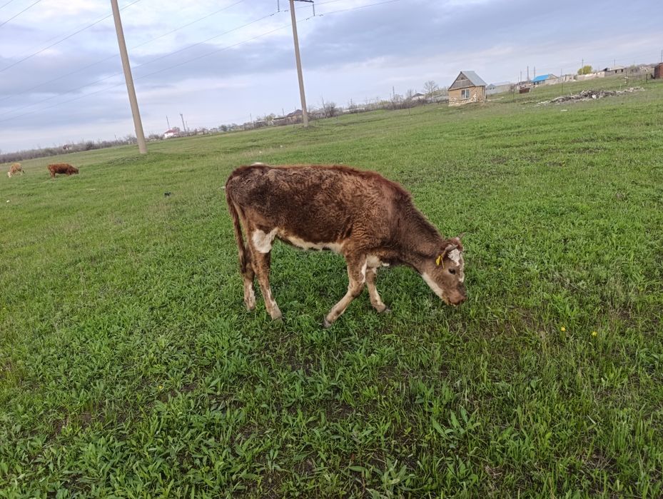 Продам телку 2 года