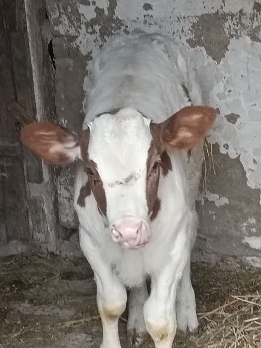 Vând un tăuraș și o vitea