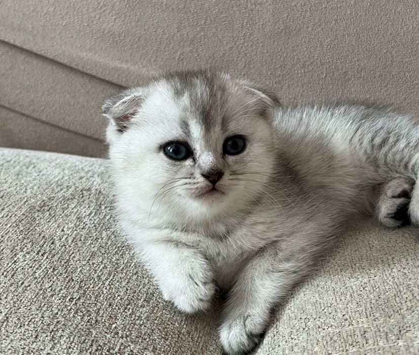 Шотландские котята шоу класса