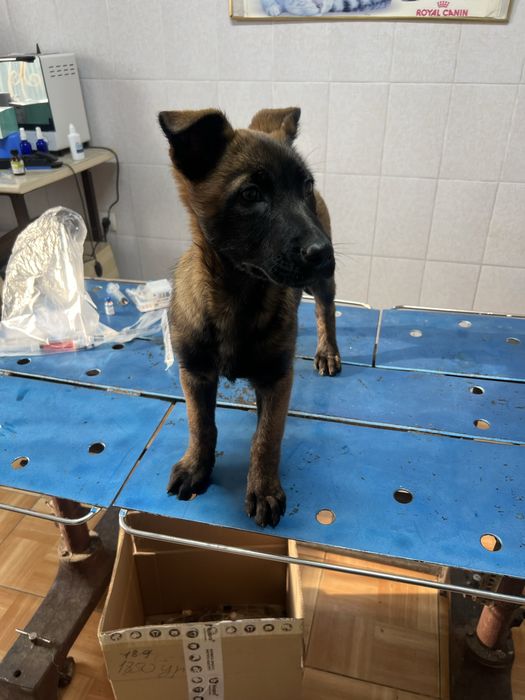 Белгиская овчарка