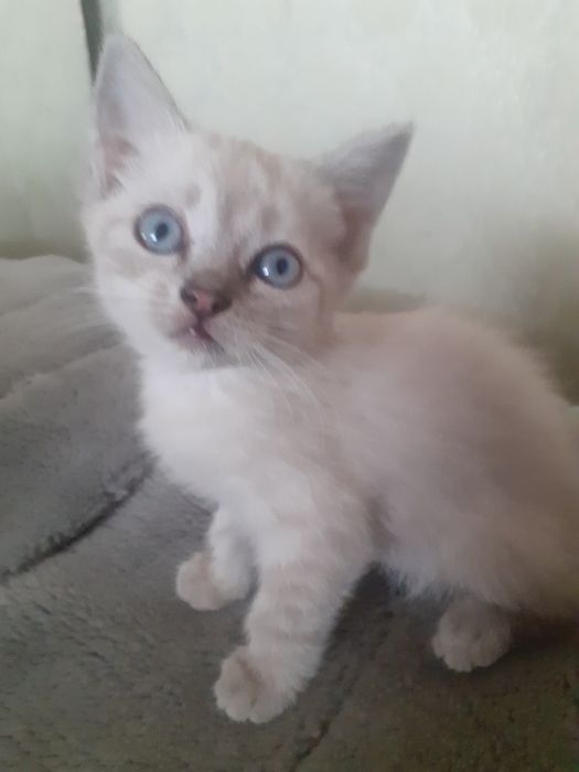 Продам шотландских котят.