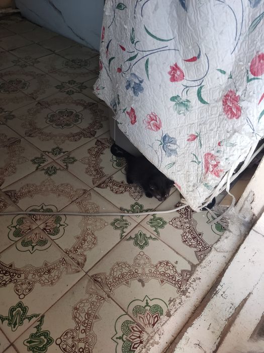 Mushuk bolalari 2 ta Syamski