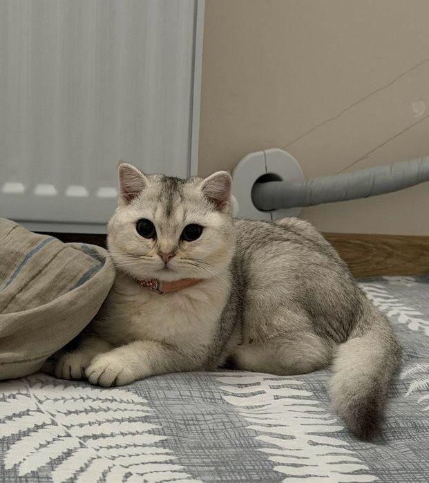 Шиншила чистокровная кошка