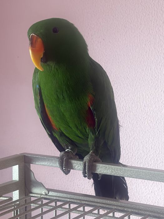 Papagal eclectus mascul 2025, blind