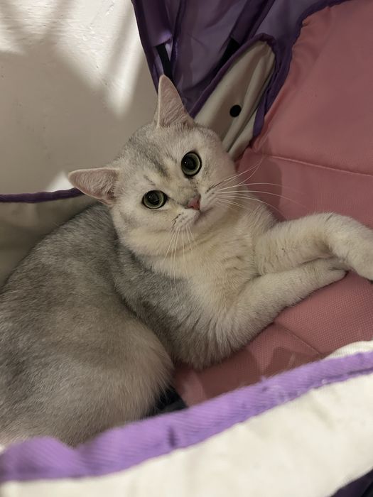 Кот на вязку писать только ватцап