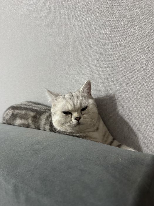 Британская кошка бесплатно