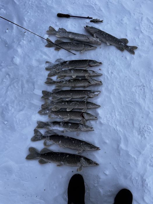 продается свежая рыба щука !!!