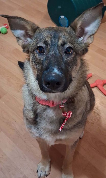 Мая търси дом  белгийска овчарка микс