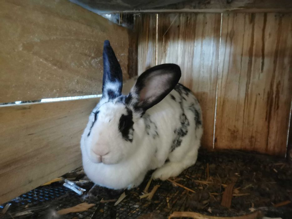 Iepuri crescuti natural BIO