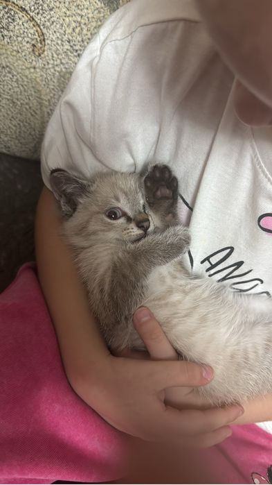 Отдам котенка в добрые руки