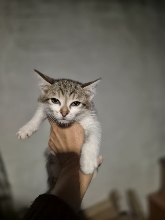 Отдам котят в хорошие руки