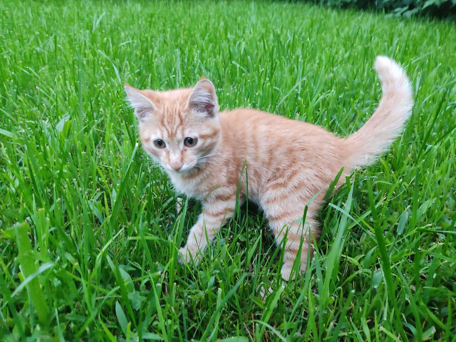 Отдам 2 котят, г. Есик