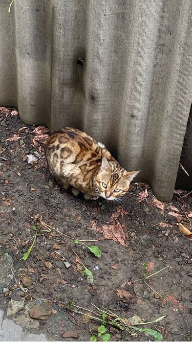 Отдам кота в хорошие руки.