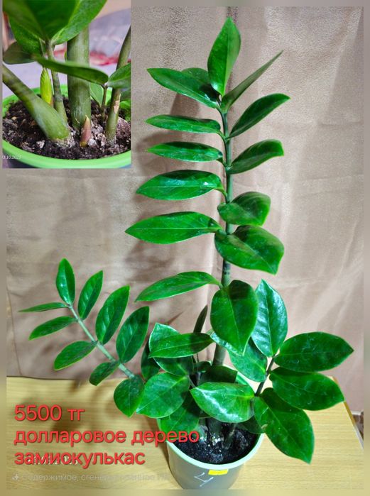 Комнатные растения