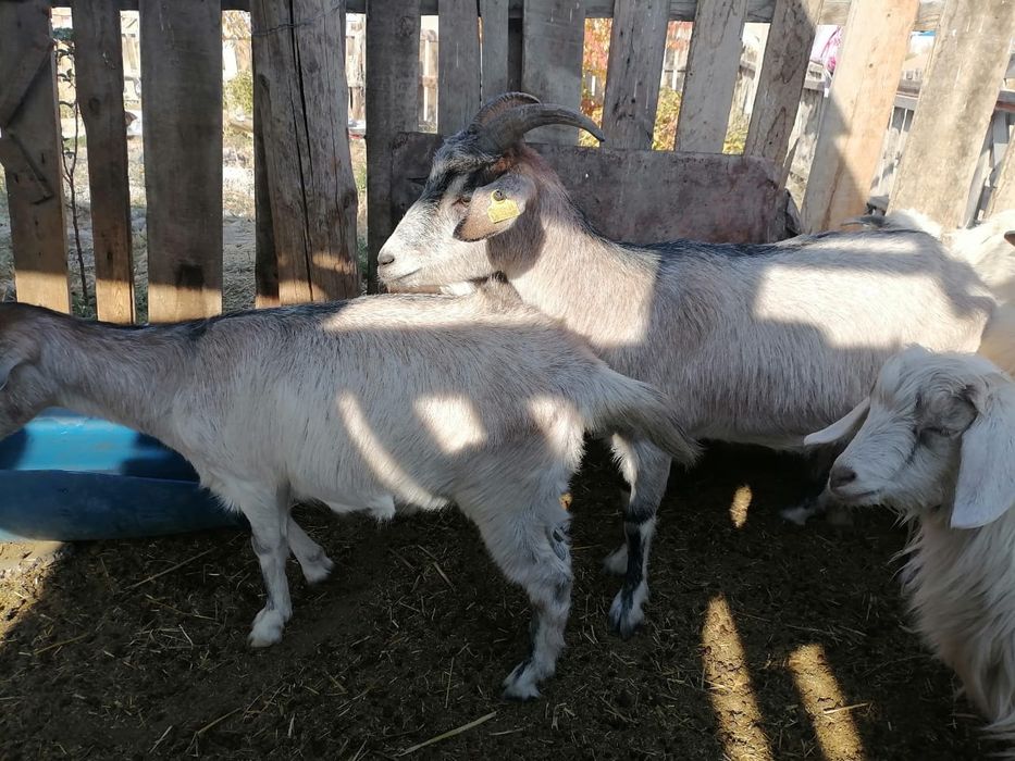 Ешки сатылады 11бас ургашы 2 бас теке