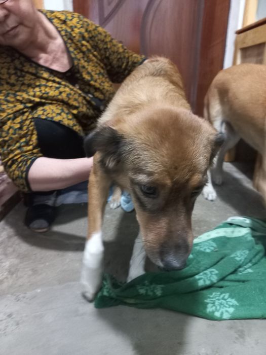 Отдам даром собаки