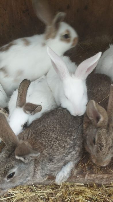 Крольчата шустрые