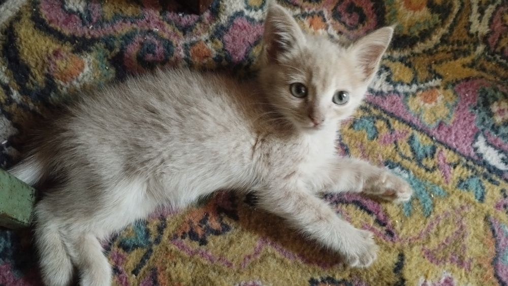 Котята бесплатно две шт