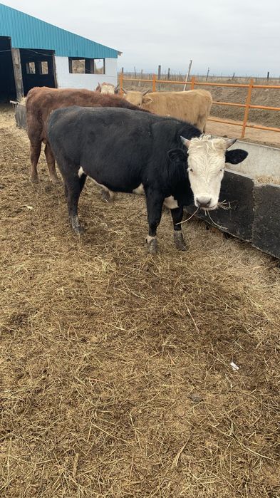 Продам Бычков с откорма 40 голов