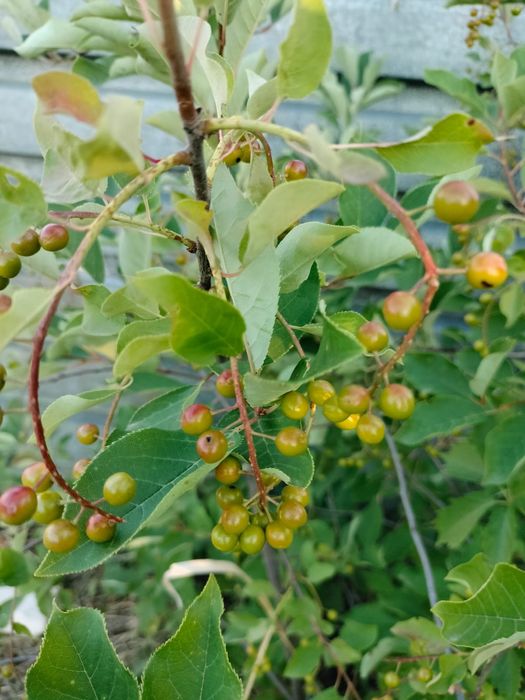 Продам дачу в районе автоцона