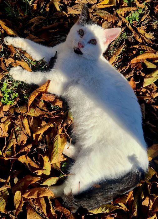 Двама красиви, гальовни господа си търсят любящи стопани