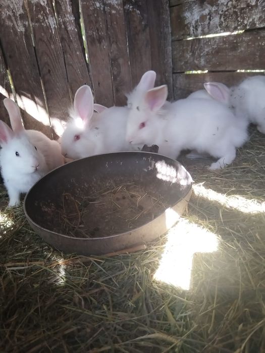 Vand pui de iepuri românești