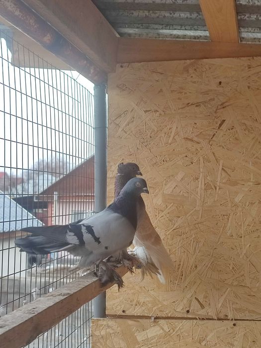 Сизый голубь продажа