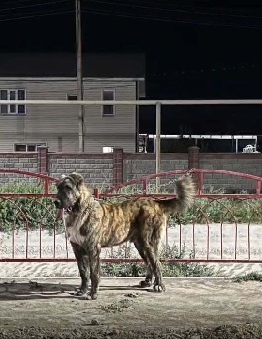 Продается алабая кабель