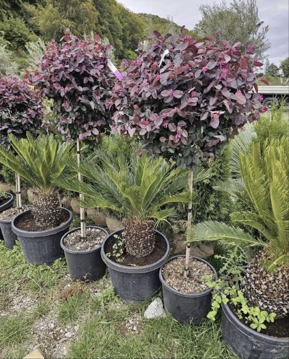 Plante ornamentale- preturi avantajoase