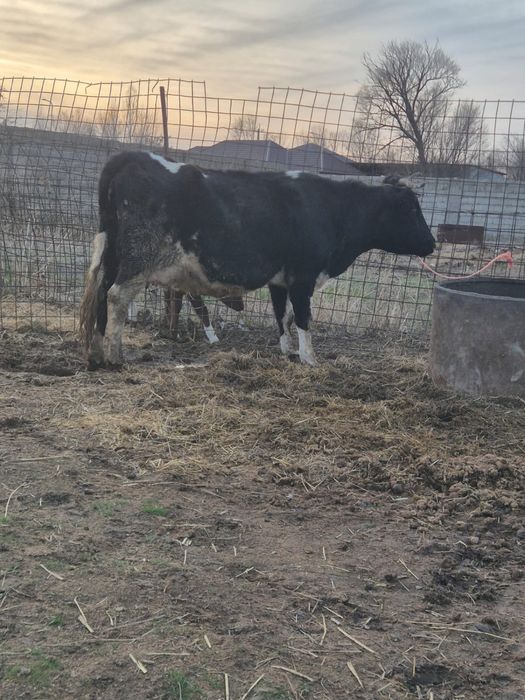 Сиыр сатылады бугін туған