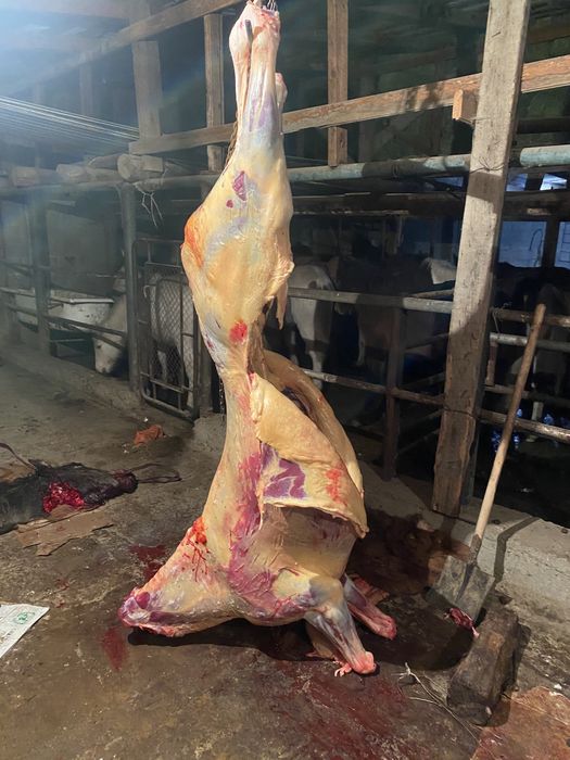 байтал кунажын кумнын