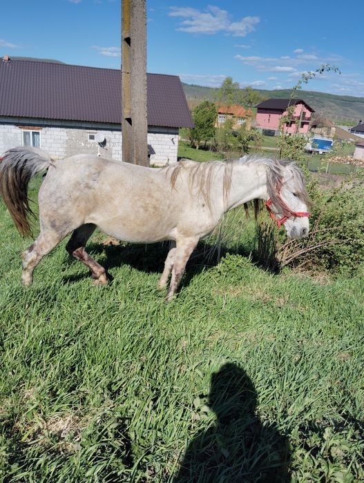 Vând iapa pună blnda