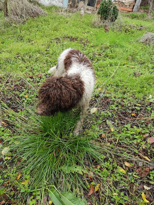 Продавам Лагото Романьоло